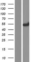 PEPD / PROLIDASE Protein (Over-Expression Lysate Myc-DDK (Flag))