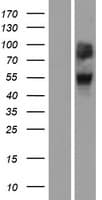 Human OR4A47 Protein (Over-Expression Lysate Myc-DDK (Flag))