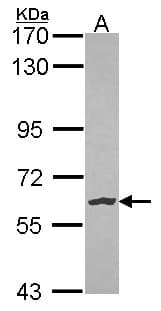 NLK Antibody (aa234-527)
