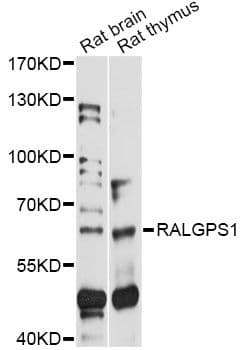 RALGPS1 Antibody