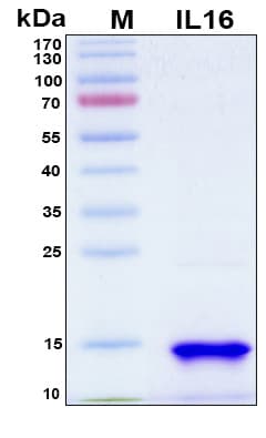 Mouse IL16 Protein (Recombinant 6His, N-terminus)