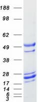 Human GADD45A / GADD45 Protein (Recombinant Myc-DDK (Flag))