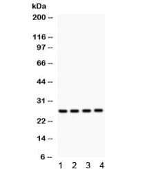 FLT3LG / Flt3 Ligand Antibody