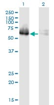 Zfp105 / ZNF35 Antibody (clone 2B4)
