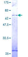 Human COX15 Protein (Recombinant GST)