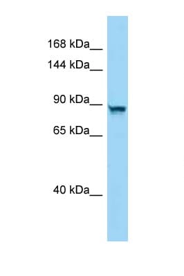 PPP4R4 Antibody (aa670-719)