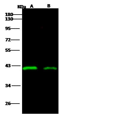 Sudan Ebola Virus Matrix Protein VP40 Antibody (clone 09, Preservative Free)