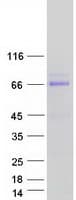 Human ATF7 Protein (Recombinant Myc-DDK (Flag))