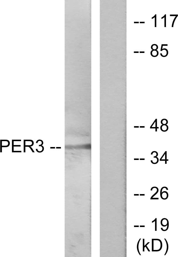 PER3 Antibody (aa21-70)