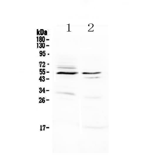 VIPR1 Antibody