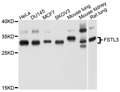 FSTL3 / FLRG Antibody