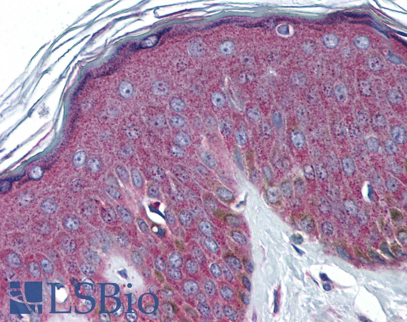 IHC-plus™ Polyclonal Rabbit anti-Human RAB37 Antibody (aa170-219, IHC, WB)