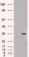 FGF2 / Basic FGF Antibody (clone OTI2H11)
