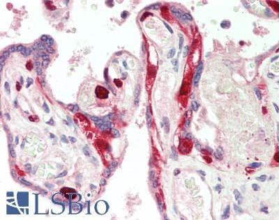 IHC-plus™ MCM2 Antibody (aa1-50)