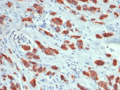 EMA / MUC1 Antibody (clone MUC1/1887R, Azide-free, Carrier-free)