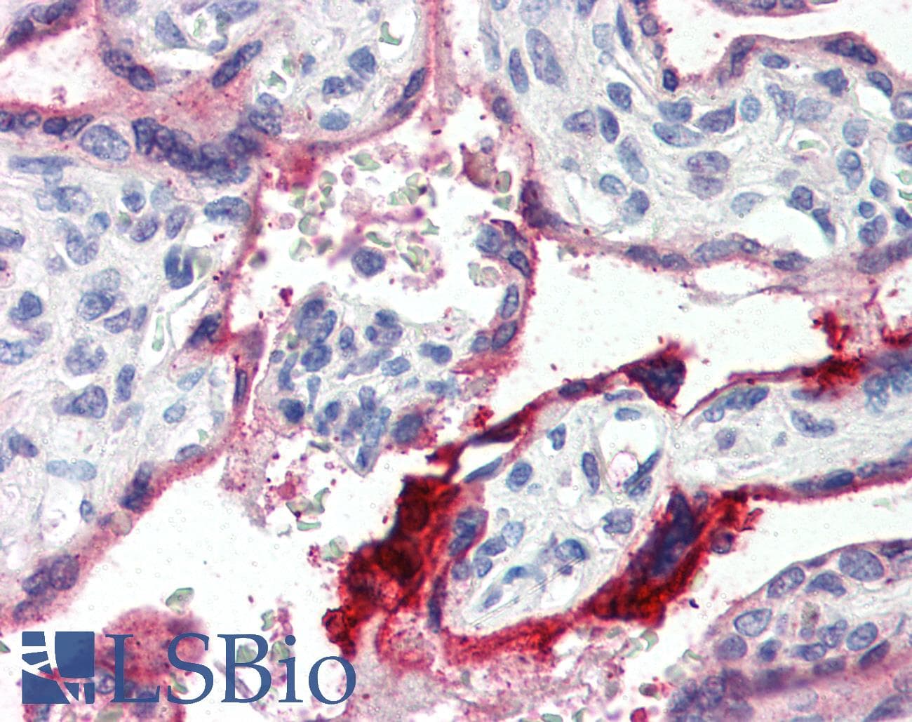 IHC-plus™ ANXA1 / Annexin A1 Antibody (aa324-337)