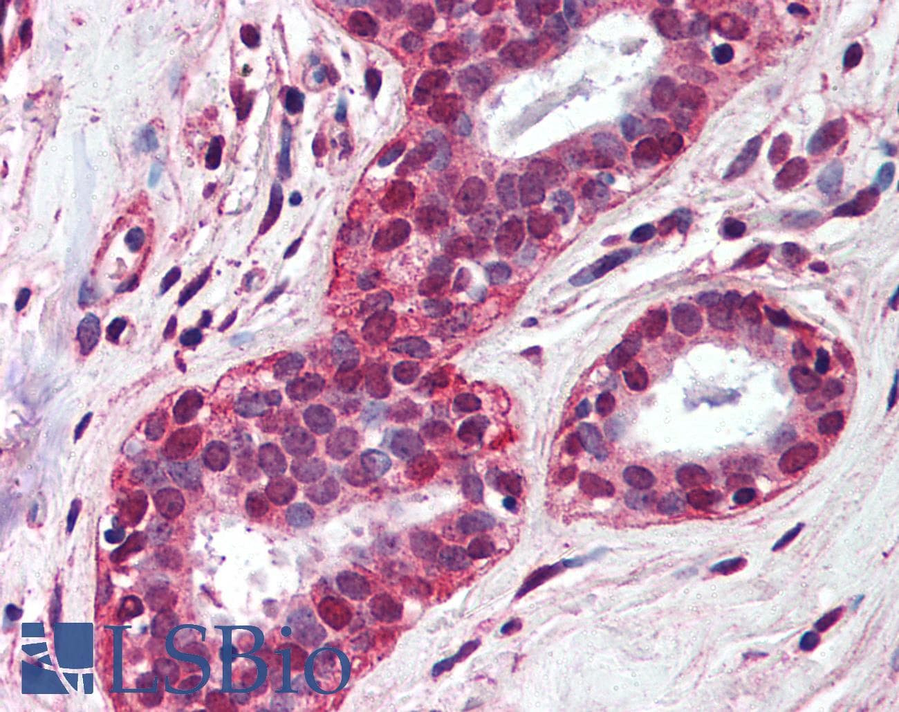 PathPlus™ TLR4 Antibody (aa100-200, clone 76B357.1)