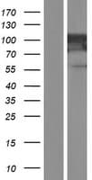 MVP / VAULT1 Protein (Over-Expression Lysate Myc-DDK (Flag))