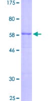 Human INHA / Inhibin Alpha Protein (Recombinant GST)