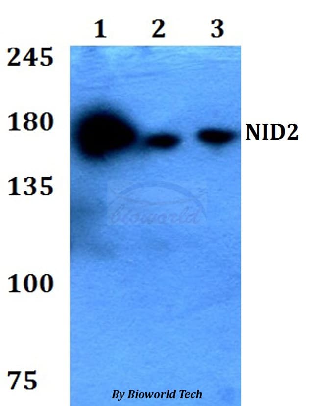 Polyclonal Rabbit anti-Human NID2 / Nidogen-2 Antibody (WB)