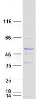 Human RIBC1 Protein (Recombinant Myc-DDK (Flag))