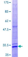 Human MAC30 / TMEM97 Protein (Recombinant GST)