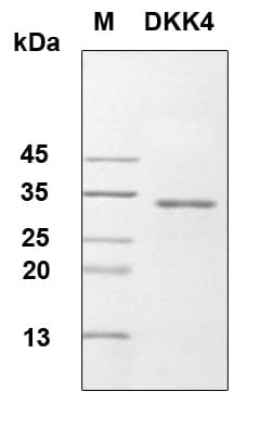 Human DKK4 Protein (Recombinant 6His, N-terminus)