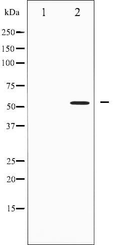 Polyclonal Rabbit anti-Human IRF3 Antibody (IHC, IF, WB)