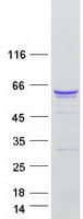 Human PTBP1 Protein (Recombinant Myc-DDK (Flag))