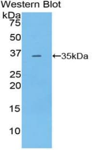 PDK4 Antibody (aa117-387)
