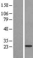 ARL4D Protein (Over-Expression Lysate Myc-DDK (Flag))