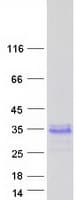 Human GAGE13 Protein (Recombinant Myc-DDK (Flag))
