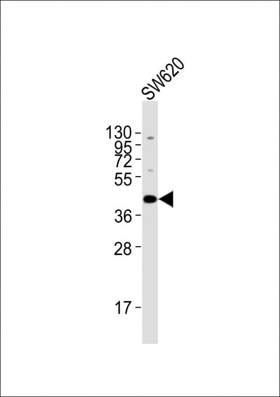 Polyclonal Rabbit anti-Mouse AML1 / RUNX1 Antibody (aa305-339, WB)