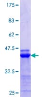 Human CREBL1 / ATF6B Protein (Recombinant GST, N-terminus)