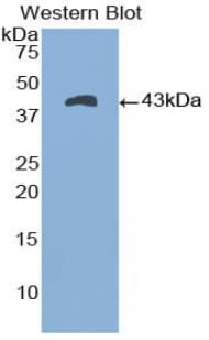 NPPA / ANP Antibody (aa25-123)