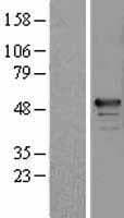 RBM34 Protein (Over-Expression Lysate Myc-DDK (Flag))