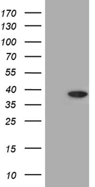 RSG1 Antibody (clone OTI4H7)