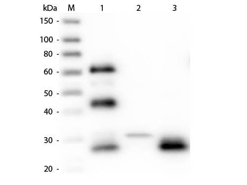Rabbit Anti-Chicken IgY Fab'2 Secondary Antibody