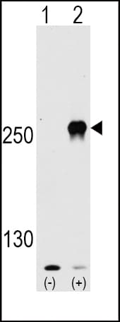MTOR Antibody (Ser2481)
