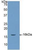 CASP7 / Caspase 7 Antibody (aa207-303, FITC)