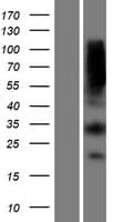 MTAP Protein (Over-Expression Lysate Myc-DDK (Flag))