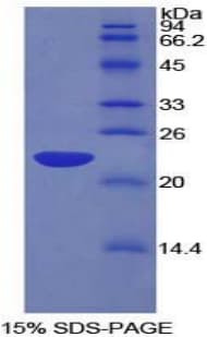 Rat PSIP1 / LEDGF Protein (Recombinant His-T7)