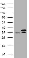 PCNA Antibody (clone OTI3A3, Carrier-free)