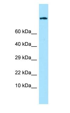 ADGRE1 / EMR1 Antibody (C-Terminus)