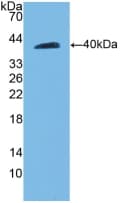 CD144 / CDH5 / VE Cadherin Antibody (aa59-382)