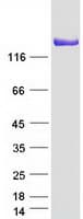 Human HDLBP / Vigilin Protein (Recombinant Myc-DDK (Flag))