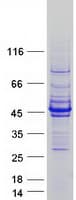 Human ACTC1 / Alpha Cardiac Actin Protein (Recombinant Myc-DDK (Flag))