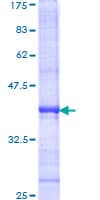 Human TICAM1 / TRIF Protein (Recombinant GST, N-terminus)
