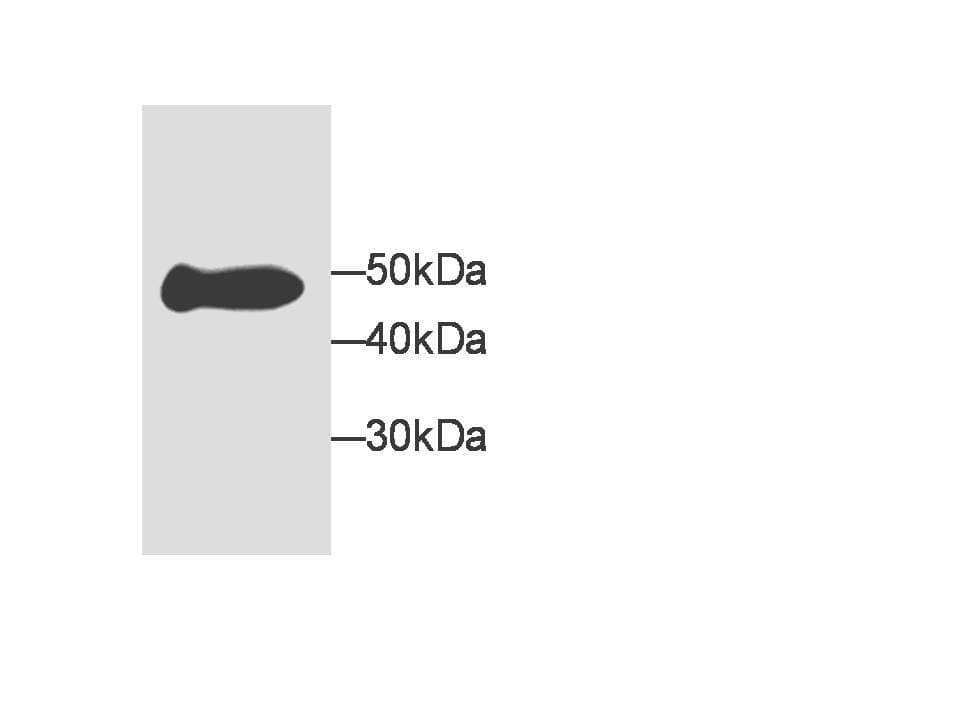 Monoclonal Mouse anti-Human MDH1 Antibody (WB)