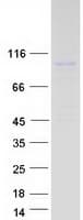 Human VGF Protein (Recombinant Myc-DDK (Flag))